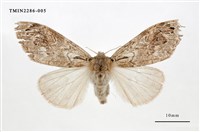 藏品(褐斑毒蛾)的圖片